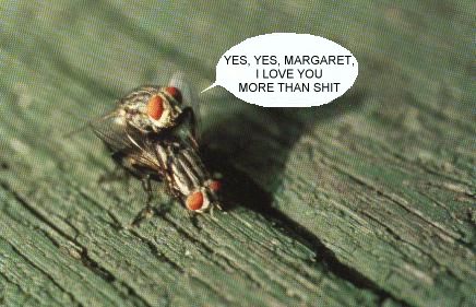Flies.jpg